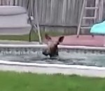orignal Un orignal dans une piscine