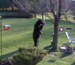 ours noir bouledogue Deux chiens font fuir un ours