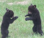 ours Deux oursons se bagarrent