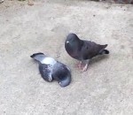pigeon mort Un pigeon essaie de réveiller son ami mort 