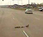 route police aide Un policier aide des canards à traverser une route