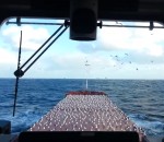 oiseau mouette Tapis de mouettes sur le pont d'un bateau
