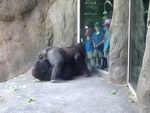 gorille zoo Gorilles font un 69