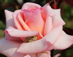 rose Une grenouille se cache dans une rose