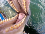 gopro camera Un dauphin essaie de manger une GoPro