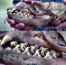 dent Crâne de phoque crabier