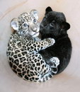 jaguar panthere Un bébé jaguar et un bébé panthère