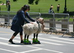 mouton Mouton à roulettes