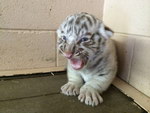 bebe  Tigre blanc féroce.