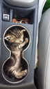 chat voiture porte-gobelet Chaton bien installé dans le porte-gobelet