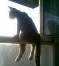 assis chat Chat assis sur le rebord d'une fenêtre