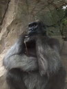 zoo Gorille penseur