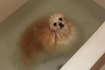 bain chien Un chien se dissout