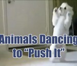 animal chien Des animaux dansent sur Push it
