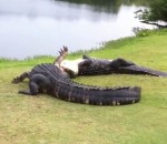 alligator Bagarre d'alligators sur un terrain de golf