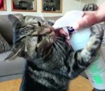 pulverisateur Un chat accro au pulvérisateur d'eau