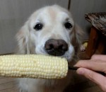 epi manger Un chien mange un épi de maïs