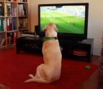 tele football coupe Le chien supporter du Portugal est triste