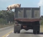abattoir camion Un cochon s'évade d'un camion