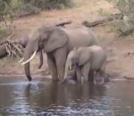 attaque elephant Eléphant surpris par crocodile