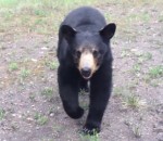 foret homme Deux joggeurs rencontrent un ours noir
