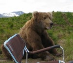 brun ours Un ours rend visite à un campeur