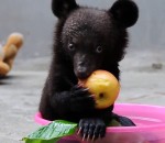 ours noir Ourson noir d'Asie mignon