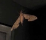 vitre Mauvaise surprise pour un papillon de nuit