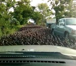 canard Torrent de canards sur la route