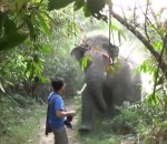 elephant charge Touriste vs Eléphant qui charge