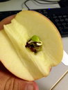 pepin Des pépins germent à l'intérieur de la pomme