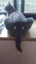 trompe elephant Chat éléphant