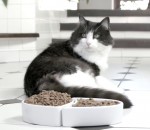parodie chat Un chat ne veut pas manger
