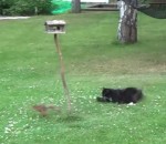 ecureuil Chat vs. Ecureuil