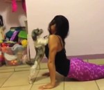 compilation chat chien Des chats et des chiens interrompent des séances de yoga