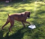 boxer jouer Un chien joue avec une fontaine
