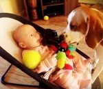 jouet Un chien se fait pardonner d'avoir fait pleurer un bébé
