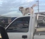 voiture chien Un chien sur le toit d'une voiture qui roule