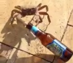 voleur Un crabe vole une bière