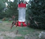 colibri abreuvoir Infestation d'oiseaux-mouches