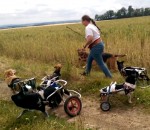 handicap fauteuil Jouer avec des chiens en fauteuil roulant