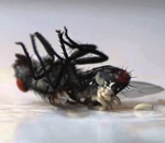 larve mouche « Accouchement » d'une mouche