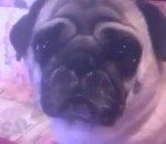 paranormal chien Paranormal Pugtivity