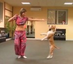 danse chien Pitbull danseur