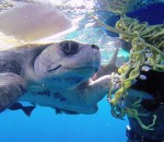 sauvetage filet corde Un plongeur libère une tortue d'un filet de pêche
