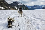 chien traineau Un pneu crevé en Alaska