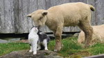 chat Un mouton et un chat se font des câlins