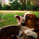 chien langue Un chien boit à une fontaine à eau
