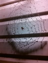insecte araignee Araignée performante