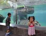 aquarium bassin Devant les enfants !